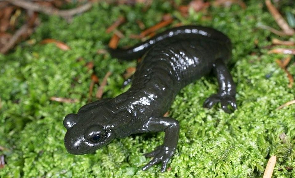 Ambystoma laterale