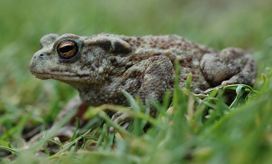 Bufo americanus americanus