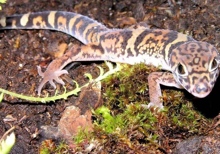 Gecko à bandes du Texas