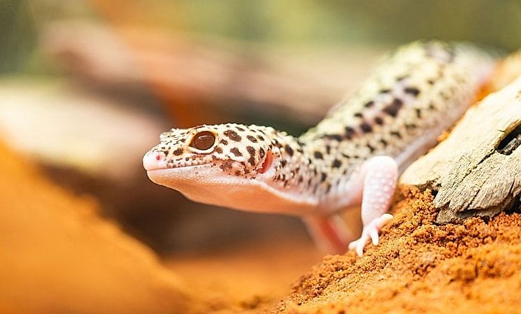 Gecko Léopard