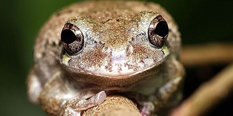 Les sons de nos forêts : La rainette versicolore