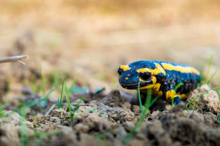 La salamandre survit-elle vraiment au feu ?