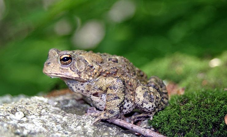 Le crapaud américain