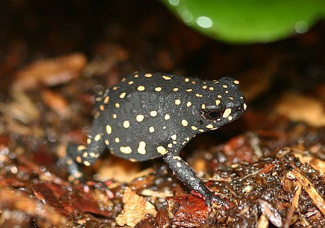 Le crapaud tacheté de la pampas