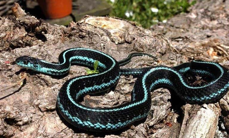 Thamnophis sirtalis