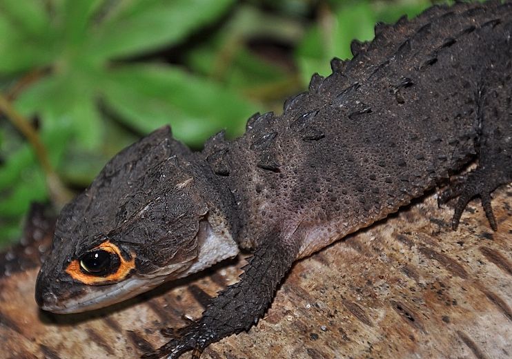 Scinque crocodile aux yeux rouges