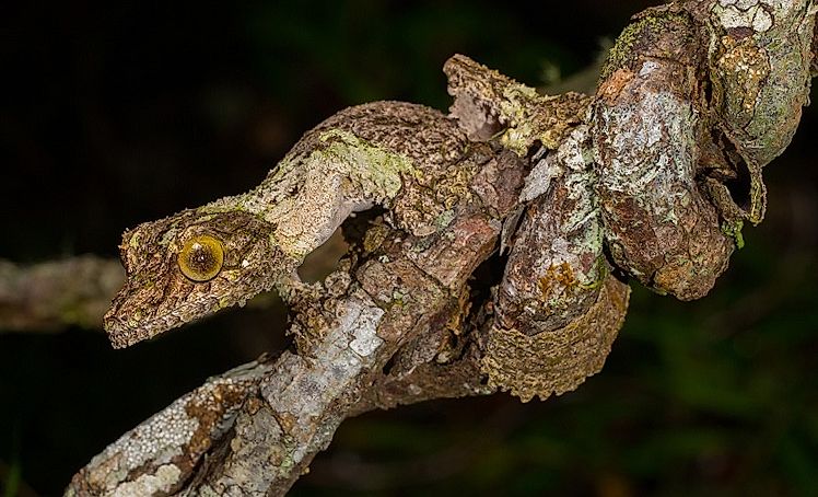 Gecko à queue de feuille mousseux