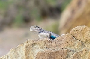 lézard assis sur une pierre jaune