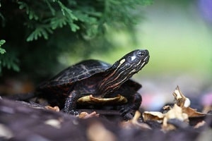 la tortue noire rampe dans une feuille jaune