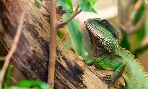 le lézard vert grimpe dans un arbre