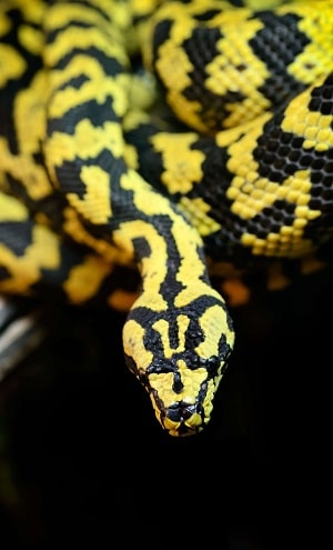 serpent noir et jaune