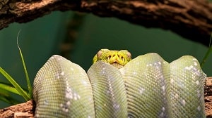 un serpent jaune recroquevillé sur une branche