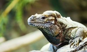 le vieux lézard rampe dans les bois