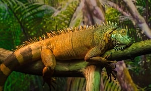 lézard reposant sur une branche sèche dans les bois