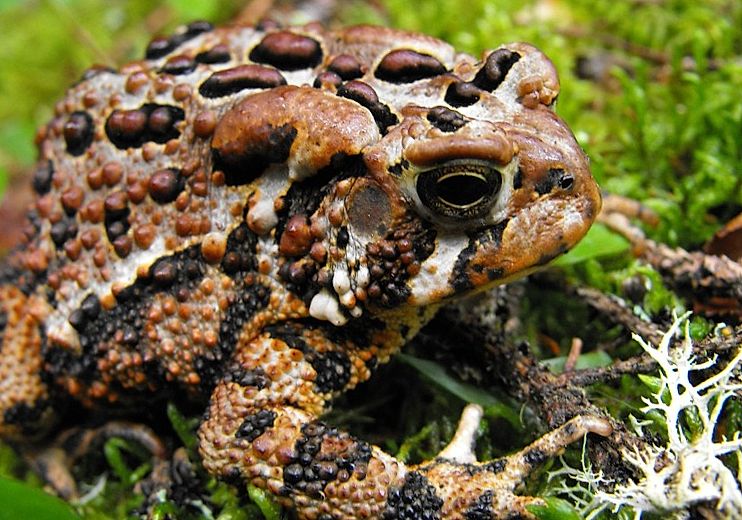 le crapaud d'Amérique